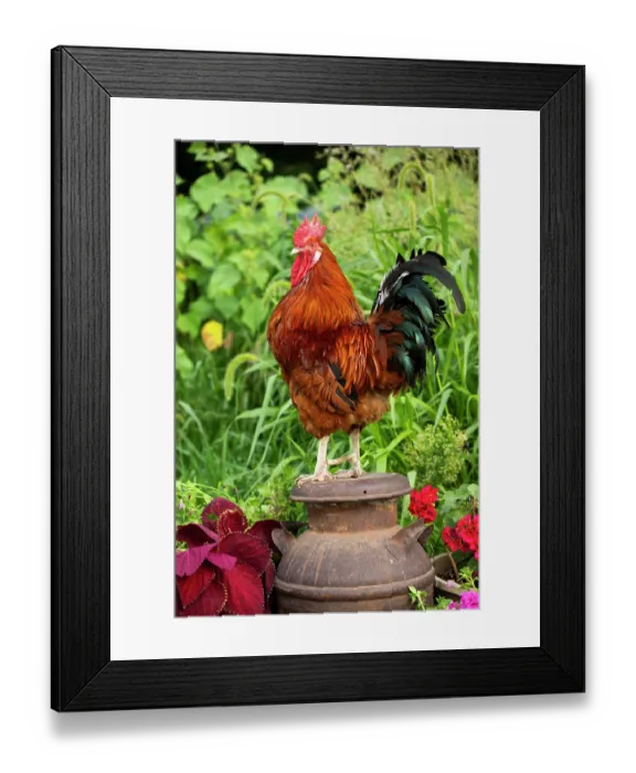 Framed Print : Red Sussex rooster, portrait, on farm, Calamus, Iowa, USA. August Framed Print : Red Sussex rooster, portrait, on farm, Calamus, Iowa, USA. August