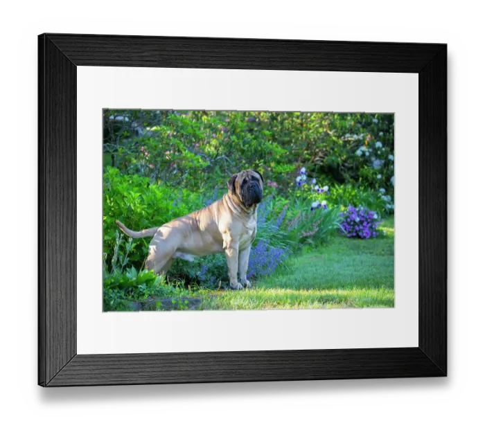 Framed Print : Bullmastiff, male, standing next to late spring flowers, Haddam, Connecticut, USA. June Framed Print : Bullmastiff, male, standing next to late spring flowers, Haddam, Connecticut, USA. June