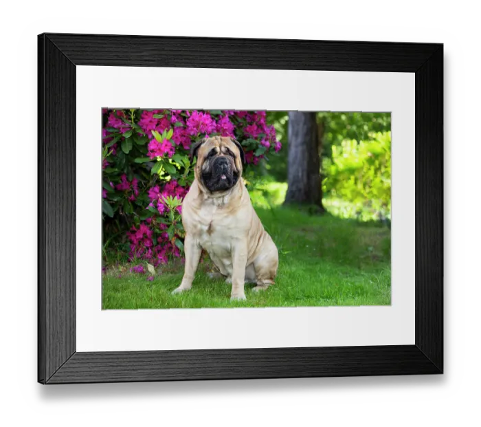 Framed Print : Bullmastiff, male, sitting next to late spring flowers, portrait, Haddam, Connecticut, USA. June Framed Print : Bullmastiff, male, sitting next to late spring flowers, portrait, Haddam, Connecticut, USA. June