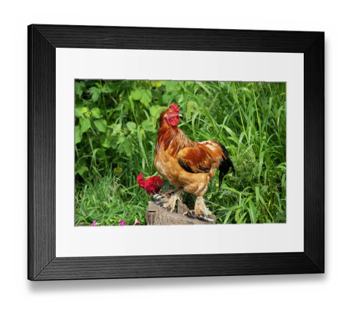 Framed Print : Buff Brahma rooster portrait, free-ranging on farm, Calamus, Iowa, USA. August Framed Print : Buff Brahma rooster portrait, free-ranging on farm, Calamus, Iowa, USA. August