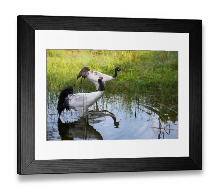 Framed Print : Two Black-necked cranes (Grus nigricollis) standing in shallow water, International Crane Foundation, Baraboo, Wisconsin, USA. Captive, occurs in Asia Framed Print : Two Black-necked cranes (Grus nigricollis) standing in shallow water, International Crane Foundation, Baraboo, Wisconsin, USA. Captive, occurs in Asia