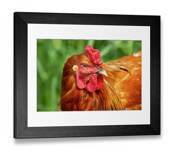 Framed Print : Buff Brahma rooster head portrait, free-ranging on farm, Calamus, Iowa, USA. August Framed Print : Buff Brahma rooster head portrait, free-ranging on farm, Calamus, Iowa, USA. August