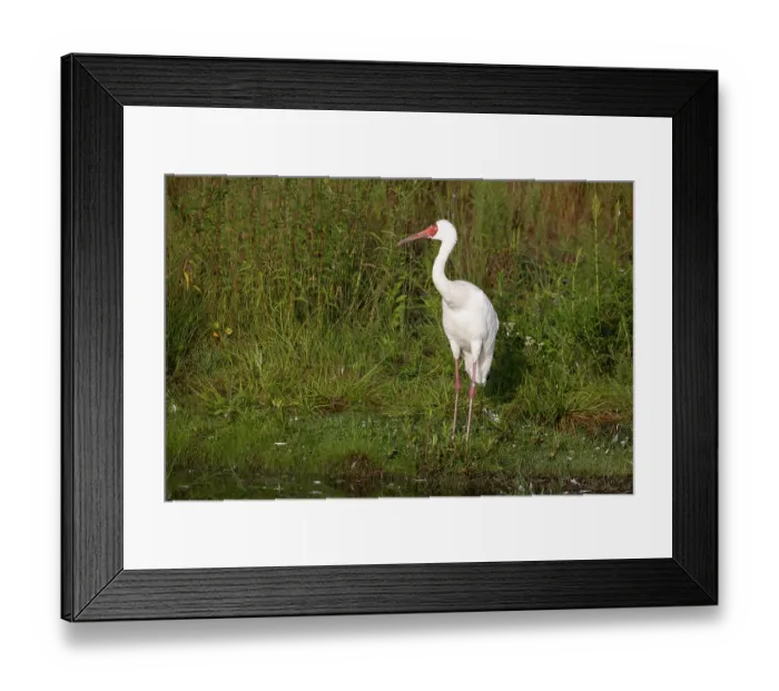 Framed Print : Siberian crane (Leucogeranus leucogeranus) standing at water's edge, International Crane Foundation, Baraboo, Wisconsin, USA. Captive, occurs in Asia. Critically endangered Framed Print : Siberian crane (Leucogeranus leucogeranus) standing at water's edge, International Crane Foundation, Baraboo, Wisconsin, USA. Captive, occurs in Asia. Critically endangered
