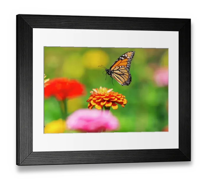 Framed Print : Monarch butterfly (Danaus plexippus) in flight over Zinnia flower in a garden, southern Connecticut, USA. September Framed Print : Monarch butterfly (Danaus plexippus) in flight over Zinnia flower in a garden, southern Connecticut, USA. September