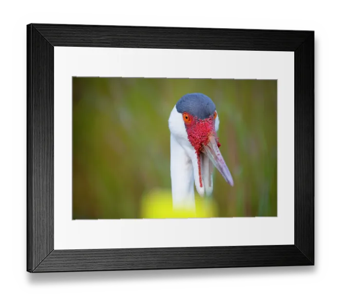 Framed Print : Wattled crane (Bugeranus carunculatus) head portrait, International Crane Foundation, Baraboo, Wisconsin, USA. Captive, occurs in southern and eastern Africa Framed Print : Wattled crane (Bugeranus carunculatus) head portrait, International Crane Foundation, Baraboo, Wisconsin, USA. Captive, occurs in southern and eastern Africa