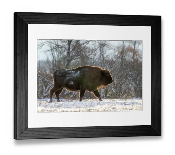 Framed Print : European bison (Bison bonasus) walking through snowy field, Bialowieza Forest UNESCO World Heritage Site, Poland. December Framed Print : European bison (Bison bonasus) walking through snowy field, Bialowieza Forest UNESCO World Heritage Site, Poland. December