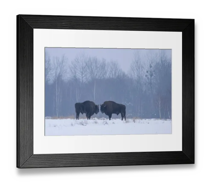 Framed Print : Two European bison (Bison bonasus) standing face to face in snowy field, Bialowieza Forest UNESCO World Heritage Site, Poland. December Framed Print : Two European bison (Bison bonasus) standing face to face in snowy field, Bialowieza Forest UNESCO World Heritage Site, Poland. December