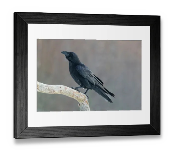 Framed Print : Raven (Corvus corax) perched on a branch. Bialowieza Forest UNESCO World Heritage Site, Poland. December Framed Print : Raven (Corvus corax) perched on a branch. Bialowieza Forest UNESCO World Heritage Site, Poland. December