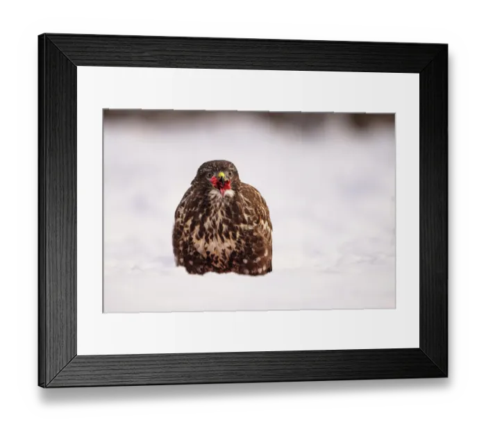 Framed Print : Common buzzard (Buteo buteo) in snow, portrait, Bialowieza Forest UNESCO World Heritage Site, Poland. December