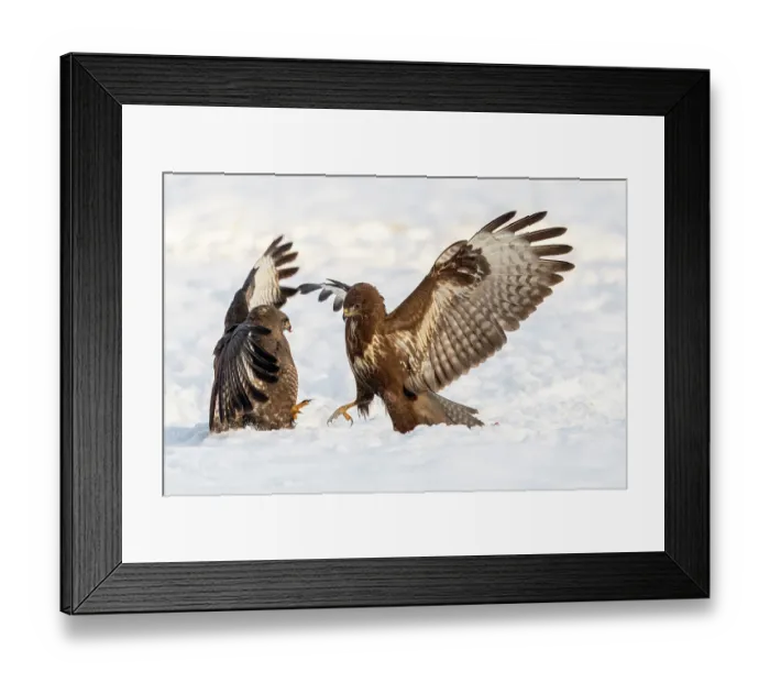 Framed Print : Two Common buzzards (Buteo buteo) fighting over food in snow, Bialowieza Forest UNESCO World Heritage Site, Poland. December Framed Print : Two Common buzzards (Buteo buteo) fighting over food in snow, Bialowieza Forest UNESCO World Heritage Site, Poland. December