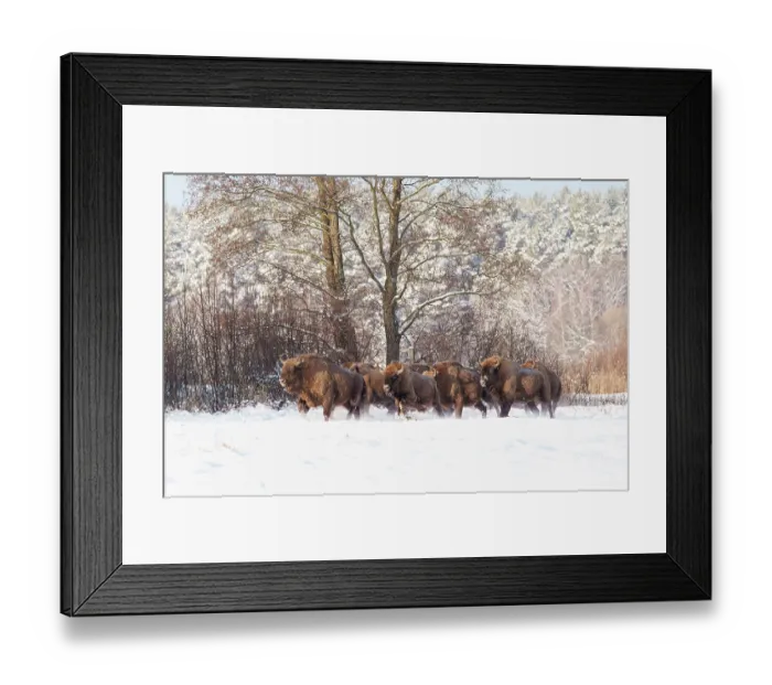 Framed Print : European bison (Bison bonasus) herd walking through snowy field, Bialowieza Forest UNESCO World Heritage Site, Poland. December Framed Print : European bison (Bison bonasus) herd walking through snowy field, Bialowieza Forest UNESCO World Heritage Site, Poland. December