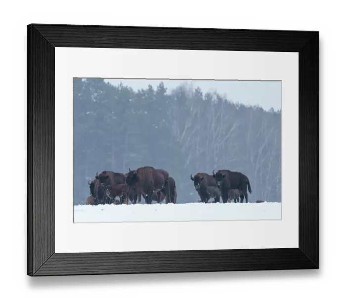 Framed Print : European bison (Bison bonasus) herd standing in snowy field with forest behind, Bialowieza Forest UNESCO World Heritage Site, Poland. December Framed Print : European bison (Bison bonasus) herd standing in snowy field with forest behind, Bialowieza Forest UNESCO World Heritage Site, Poland. December