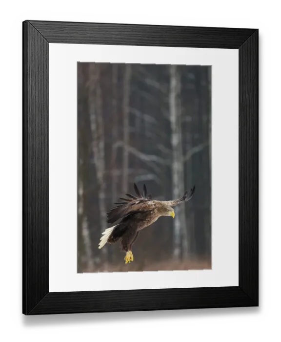 Framed Print : White-tailed eagle (Haliaeetus albicilla) taking flight, Bialowieza Forest UNESCO World Heritage Site, Poland. December Framed Print : White-tailed eagle (Haliaeetus albicilla) taking flight, Bialowieza Forest UNESCO World Heritage Site, Poland. December