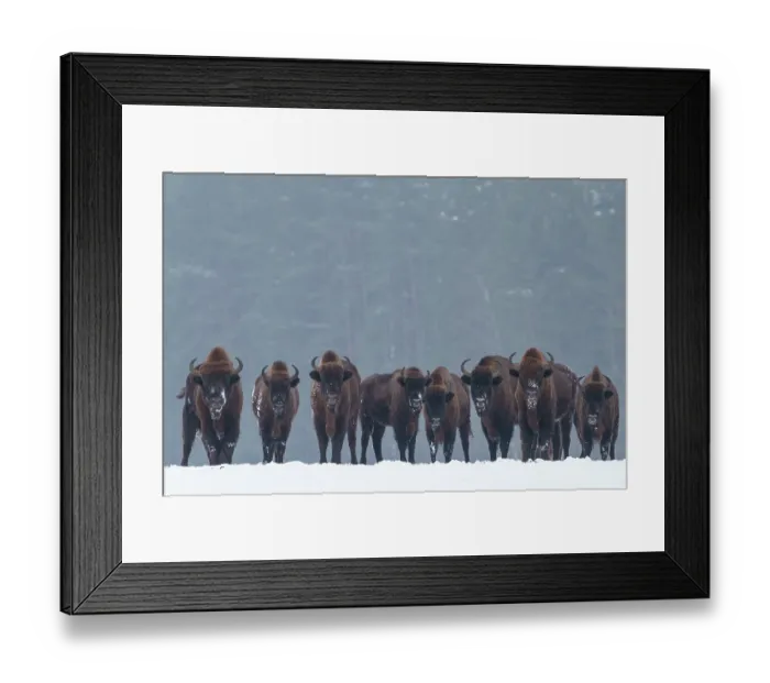 Framed Print : European bison (Bison bonasus) herd standing in a line snowy field with forest behind, Bialowieza Forest UNESCO World Heritage Site, Poland. December Framed Print : European bison (Bison bonasus) herd standing in a line snowy field with forest behind, Bialowieza Forest UNESCO World Heritage Site, Poland. December