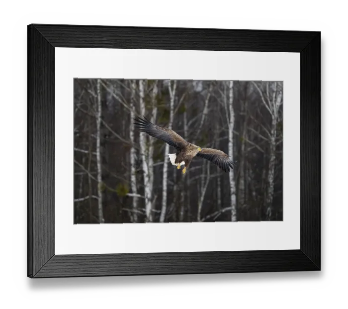 Framed Print : White-tailed eagle (Haliaeetus albicilla) in flight, Bialowieza Forest UNESCO World Heritage Site, Poland. December Framed Print : White-tailed eagle (Haliaeetus albicilla) in flight, Bialowieza Forest UNESCO World Heritage Site, Poland. December