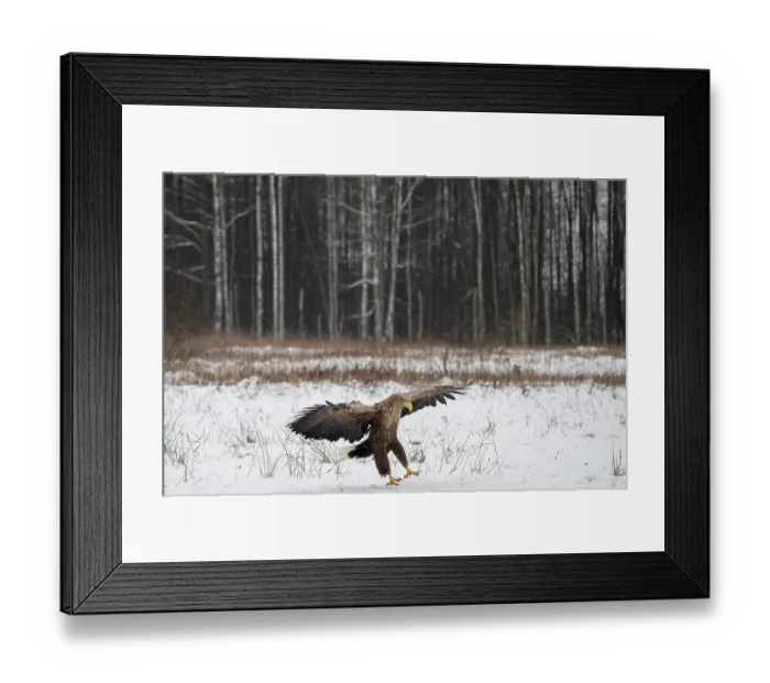 Framed Print : White-tailed eagle (Haliaeetus albicilla) landing in snowy field, Bialowieza Forest UNESCO World Heritage Site, Poland. December Framed Print : White-tailed eagle (Haliaeetus albicilla) landing in snowy field, Bialowieza Forest UNESCO World Heritage Site, Poland. December