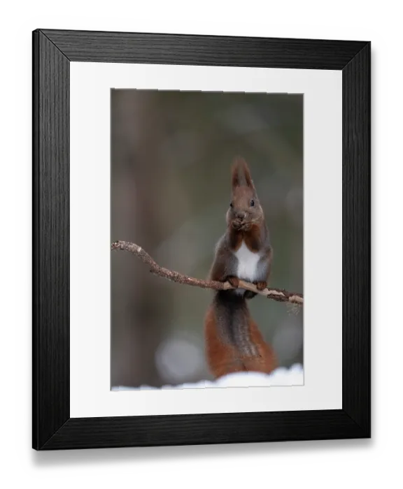 Framed Print : Eurasian red squirrel (Sciurus vulgaris) sitting on a branch feeding, Bialowieza Forest UNESCO World Heritage Site, Poland. December Framed Print : Eurasian red squirrel (Sciurus vulgaris) sitting on a branch feeding, Bialowieza Forest UNESCO World Heritage Site, Poland. December