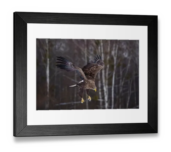 Framed Print : White-tailed eagle (Haliaeetus albicilla) in flight, Bialowieza Forest UNESCO World Heritage Site, Poland. December Framed Print : White-tailed eagle (Haliaeetus albicilla) in flight, Bialowieza Forest UNESCO World Heritage Site, Poland. December