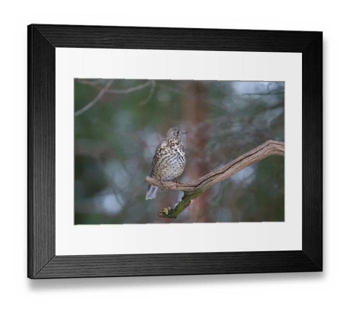 Framed Print : Mistle thrush (Turdus viscivorus) perched on a branch, Bialowieza Forest UNESCO World Heritage Site, Poland. December Framed Print : Mistle thrush (Turdus viscivorus) perched on a branch, Bialowieza Forest UNESCO World Heritage Site, Poland. December