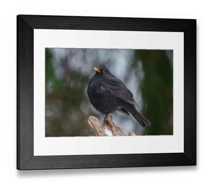 Framed Print : Blackbird (Turdus merula) male, portrait, Bialowieza Forest UNESCO World Heritage Site, Poland. December Framed Print : Blackbird (Turdus merula) male, portrait, Bialowieza Forest UNESCO World Heritage Site, Poland. December