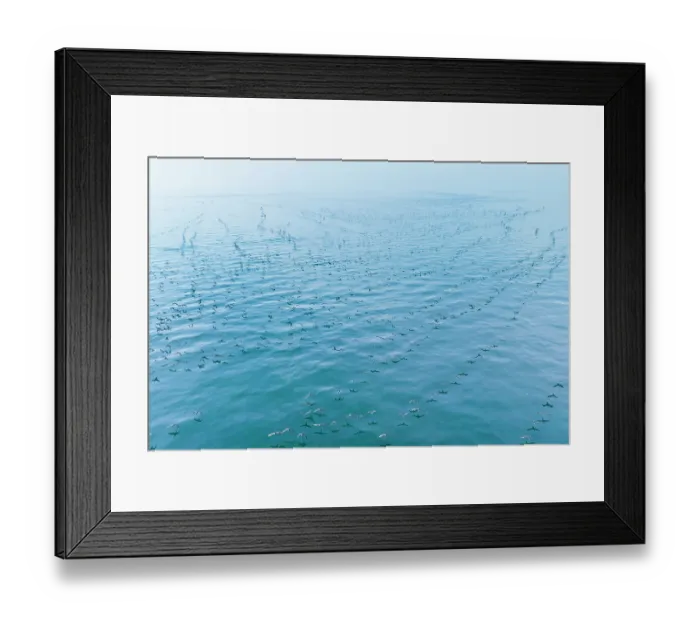 Framed Print : Aerial view of Socotra cormorants (Phalacrocorax nigrogularis) colony in flight over the sea, Rubud Al Sharqiyah, Bahrain, Gulf of Bahrain Framed Print : Aerial view of Socotra cormorants (Phalacrocorax nigrogularis) colony in flight over the sea, Rubud Al Sharqiyah, Bahrain, Gulf of Bahrain