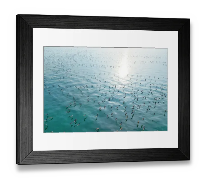 Framed Print : Aerial view of Socotra cormorants (Phalacrocorax nigrogularis) colony in flight over the sea, Rubud Al Sharqiyah, Bahrain, Gulf of Bahrain Framed Print : Aerial view of Socotra cormorants (Phalacrocorax nigrogularis) colony in flight over the sea, Rubud Al Sharqiyah, Bahrain, Gulf of Bahrain