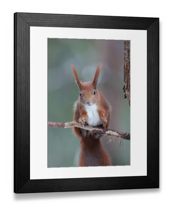 Framed Print : Eurasian red squirrel (Sciurus vulgaris) portrait, Bialowieza Forest UNESCO World Heritage Site, Poland. December Framed Print : Eurasian red squirrel (Sciurus vulgaris) portrait, Bialowieza Forest UNESCO World Heritage Site, Poland. December