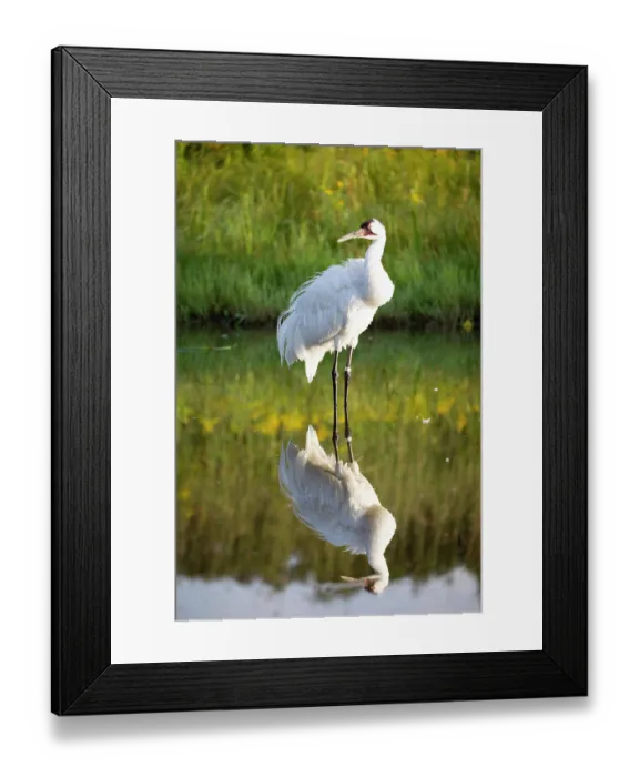 Framed Print : Whooping crane (Grus americana) standing in shallow water with reflection, wetland habitat, International Crane Foundation, Baraboo, Wisconsin, USA. August Framed Print : Whooping crane (Grus americana) standing in shallow water with reflection, wetland habitat, International Crane Foundation, Baraboo, Wisconsin, USA. August