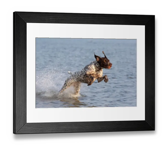 Framed Print : German shorthaired pointer, female field dog, running through the sea along Rhode Island coast, Charlestown, Rhode Island, USA. August Framed Print : German shorthaired pointer, female field dog, running through the sea along Rhode Island coast, Charlestown, Rhode Island, USA. August