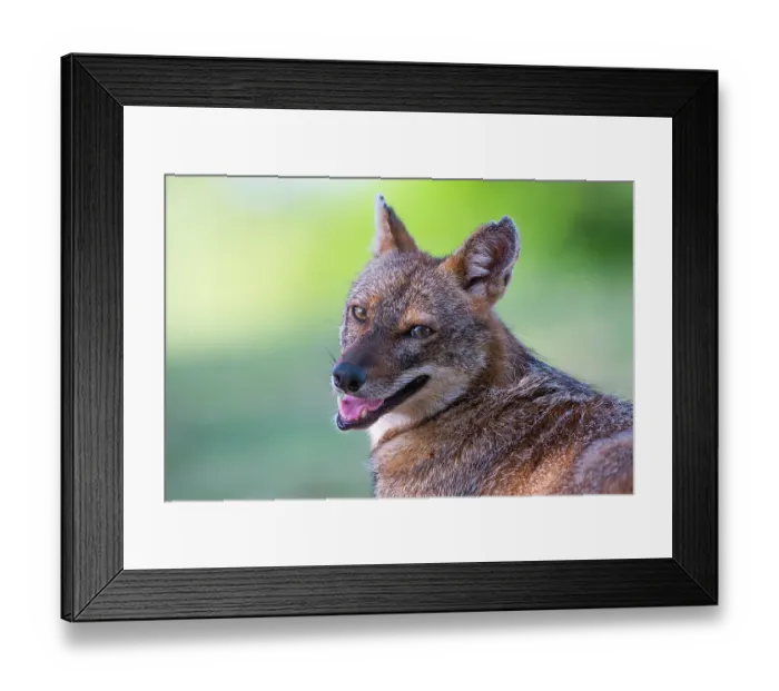 Framed Print : Golden jackal (Canis aureus) portrait, in urban Yarkon Park, Tel Aviv, Israel Framed Print : Golden jackal (Canis aureus) portrait, in urban Yarkon Park, Tel Aviv, Israel