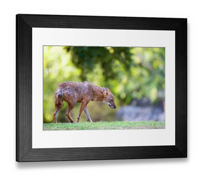 Framed Print : Golden jackal (Canis aureus) walking through urban park, Yarkon Park, Tel Aviv, Israel Framed Print : Golden jackal (Canis aureus) walking through urban park, Yarkon Park, Tel Aviv, Israel