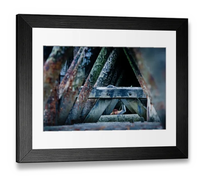 Framed Print : Proboscis monkey (Nasalis larvatus) climbing underneath bridge, Balikpapan City, East Kalimantan, Indonesia Framed Print : Proboscis monkey (Nasalis larvatus) climbing underneath bridge, Balikpapan City, East Kalimantan, Indonesia
