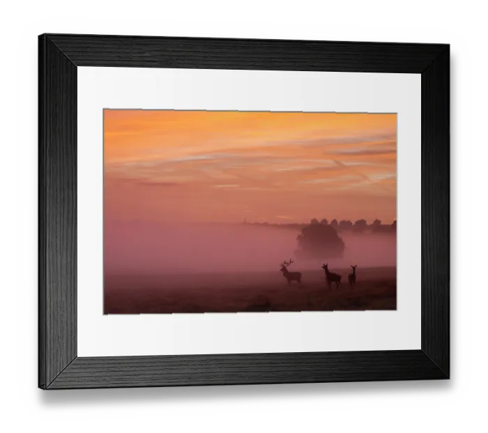 Framed Print : Three Red deer (Cervus elaphus) silhouetted in a misty sunrise, Richmond Park, London, England, UK. October Framed Print : Three Red deer (Cervus elaphus) silhouetted in a misty sunrise, Richmond Park, London, England, UK. October