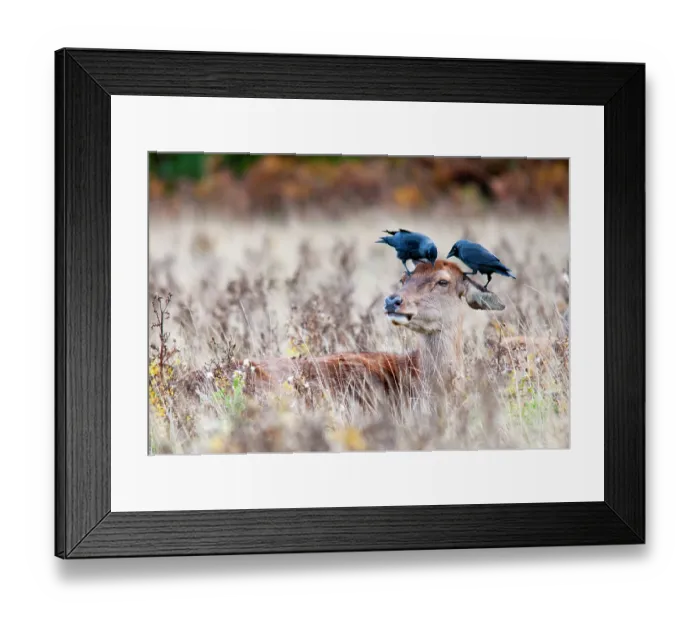 Framed Print : Red deer (Cervus elaphus) resting with two Jackdaws (Corvus monedula) perched on its head feeding on parasites, Richmond Park, London, England, UK. October Framed Print : Red deer (Cervus elaphus) resting with two Jackdaws (Corvus monedula) perched on its head feeding on parasites, Richmond Park, London, England, UK. October