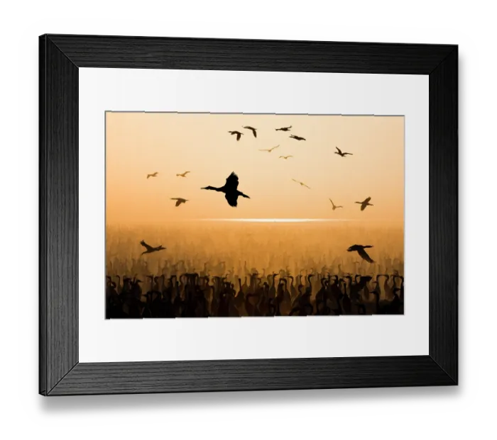 Framed Print : Socotra cormorants (Phalacrocorax nigrogularis) flock coming into feed chicks in the colony, creating a dust storm, Rubud Al Sharqiyah, Bahrain