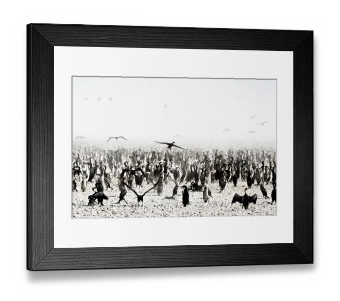 Framed Print : Socotra cormorants (Phalacrocorax nigrogularis) flock coming into feed chicks in the colony, creating a small dust storm, Rubud Al Sharqiyah, Bahrain Framed Print : Socotra cormorants (Phalacrocorax nigrogularis) flock coming into feed chicks in the colony, creating a small dust storm, Rubud Al Sharqiyah, Bahrain