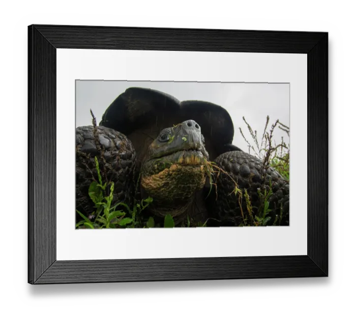 Framed Print : Galapagos tortoise (Chelonoidis niger) in the rain, portrait, Santa Cruz Island, Galapagos Islands Framed Print : Galapagos tortoise (Chelonoidis niger) in the rain, portrait, Santa Cruz Island, Galapagos Islands
