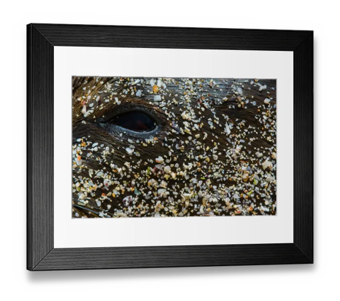 Framed Print : Galapagos sea lion (Zalophus wollebaeki) covered in sand, eye detail, San Cristobal, Galapagos Islands. Endangered Framed Print : Galapagos sea lion (Zalophus wollebaeki) covered in sand, eye detail, San Cristobal, Galapagos Islands. Endangered