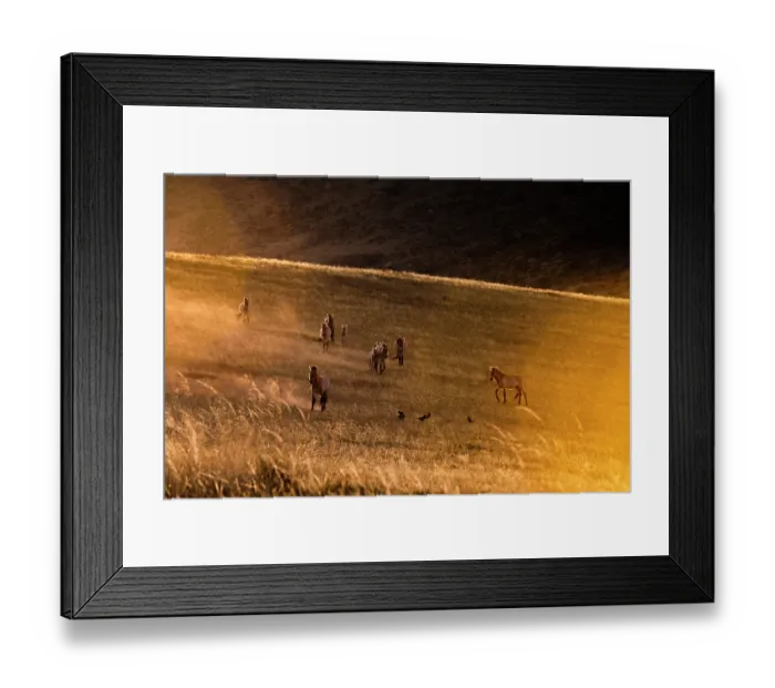 Framed Print : Przewalski's horses (Equus ferus przewalskii) herd walking in the steppe at sunset, Hustai National Park, Mongolia. Endangered Framed Print : Przewalski's horses (Equus ferus przewalskii) herd walking in the steppe at sunset, Hustai National Park, Mongolia. Endangered