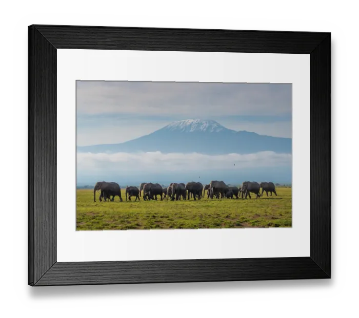 Framed Print : African elephants (Loxodonta africana) herd walking across the savanna in front of Mount Kilimanjaro, Amboseli National Park, Kenya. Endangered Framed Print : African elephants (Loxodonta africana) herd walking across the savanna in front of Mount Kilimanjaro, Amboseli National Park, Kenya. Endangered
