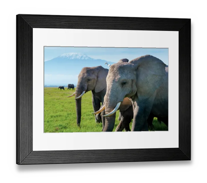 Framed Print : African elephants (Loxodonta africana) herd walking across the savanna in front of Mount Kilimanjaro, Amboseli National Park, Kenya. Endangered