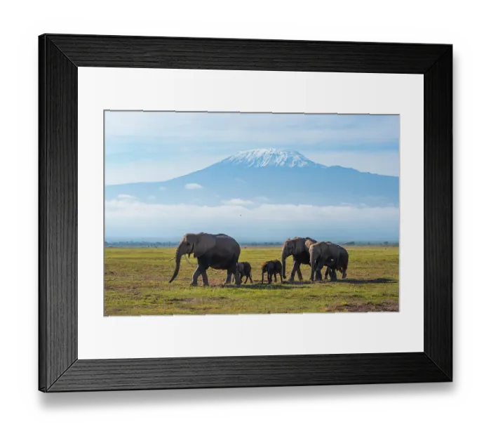 Framed Print : African elephants (Loxodonta africana) herd walking across the savanna in front of Mount Kilimanjaro, Amboseli National Park, Kenya. Endangered Framed Print : African elephants (Loxodonta africana) herd walking across the savanna in front of Mount Kilimanjaro, Amboseli National Park, Kenya. Endangered