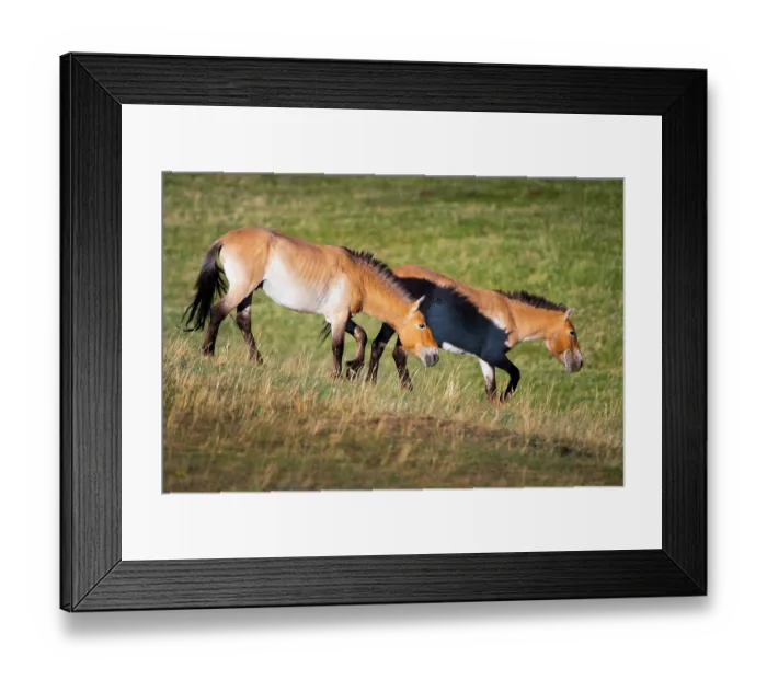 Framed Print : Two Przewalski's horses (Equus ferus przewalskii) walking on the steppe, Hustai National Park, Mongolia. Endangered Framed Print : Two Przewalski's horses (Equus ferus przewalskii) walking on the steppe, Hustai National Park, Mongolia. Endangered