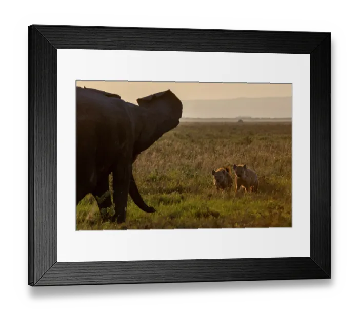 Framed Print : African elephant (Loxodonta africana) confronting two Spotted hyenas (Crocuta crocuta), Amboseli National Park, Kenya. Endangered Framed Print : African elephant (Loxodonta africana) confronting two Spotted hyenas (Crocuta crocuta), Amboseli National Park, Kenya. Endangered