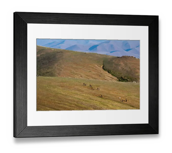 Framed Print : Przewalski's horses (Equus ferus przewalskii) herd crossing the steppe, Hustai National Park, Mongolia. Endangered Framed Print : Przewalski's horses (Equus ferus przewalskii) herd crossing the steppe, Hustai National Park, Mongolia. Endangered