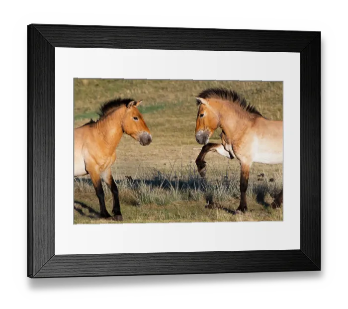 Framed Print : Two Przewalski's horses (Equus ferus przewalskii) sizing up before fighting, Hustai National Park, Mongolia. Endangered Framed Print : Two Przewalski's horses (Equus ferus przewalskii) sizing up before fighting, Hustai National Park, Mongolia. Endangered