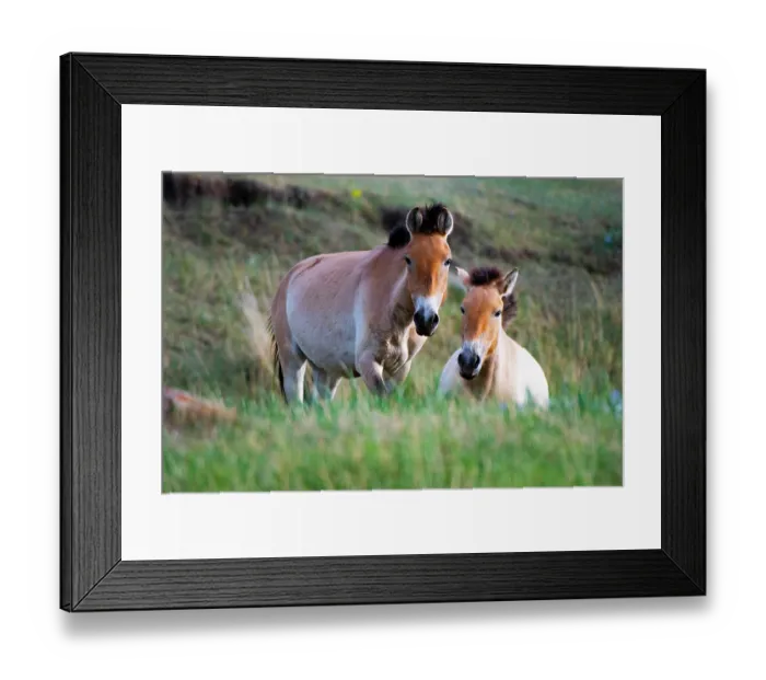 Framed Print : Two Przewalski's horse (Equus ferus przewalskii) mares, portrait, Hustai National Park, Mongolia. Endangered Framed Print : Two Przewalski's horse (Equus ferus przewalskii) mares, portrait, Hustai National Park, Mongolia. Endangered