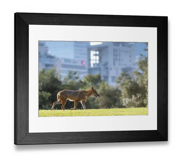 Framed Print : Golden jackal (Canis aureus) walking in urban park, Yarkon Park, Tel Aviv, Israel Framed Print : Golden jackal (Canis aureus) walking in urban park, Yarkon Park, Tel Aviv, Israel