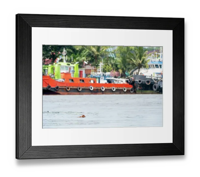 Framed Print : Proboscis monkey (Nasalis larvatus) swimming in Somber River, Balikpapan City, East Kalimantan, Indonesia Framed Print : Proboscis monkey (Nasalis larvatus) swimming in Somber River, Balikpapan City, East Kalimantan, Indonesia