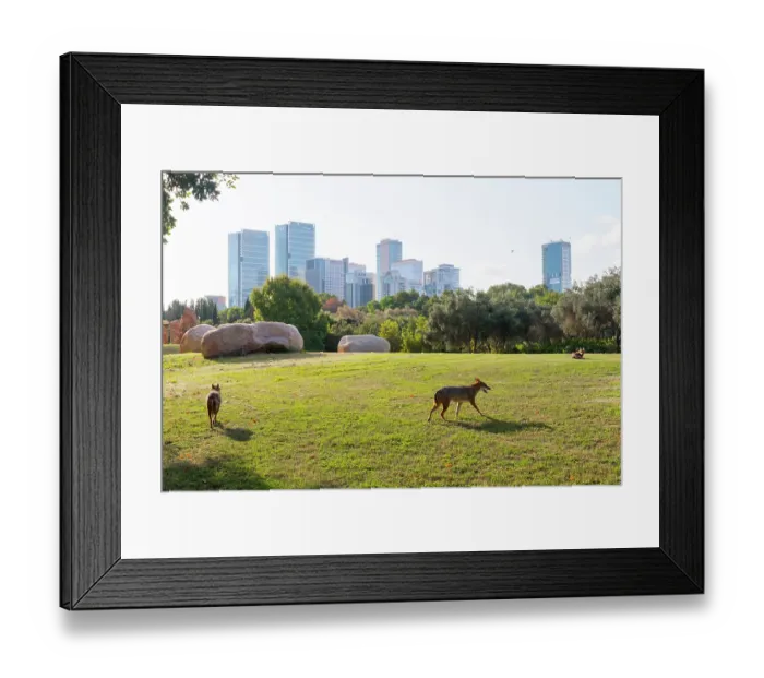 Framed Print : Two Golden jackals (Canis aureus) in urban park, Yarkon Park, Tel Aviv, Israel Framed Print : Two Golden jackals (Canis aureus) in urban park, Yarkon Park, Tel Aviv, Israel